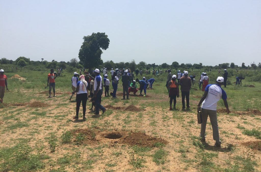 Burkina Faso : 500 plantes mises sous terre dans la commune de Koassanga